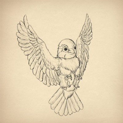 400x400 How To Draw Animals Birds, Their Anatomy And How To Draw Them