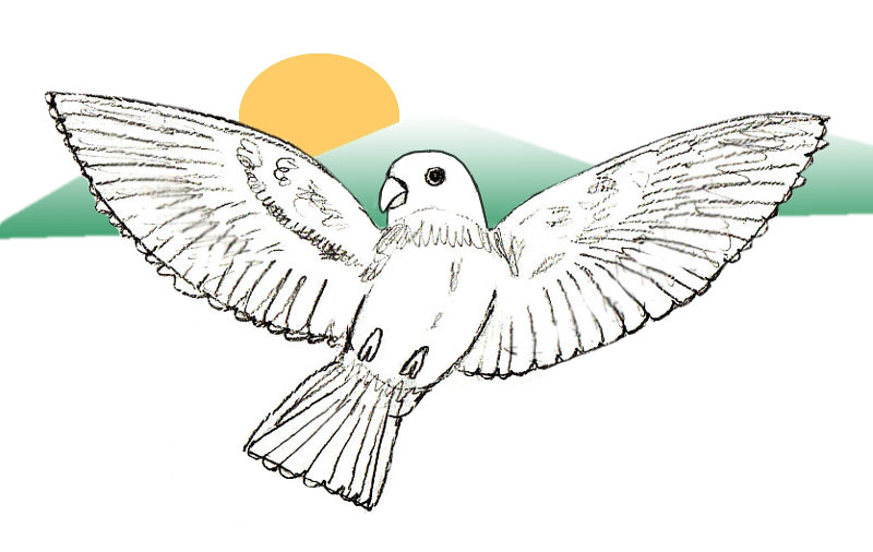 800x506 How To Draw A Bird