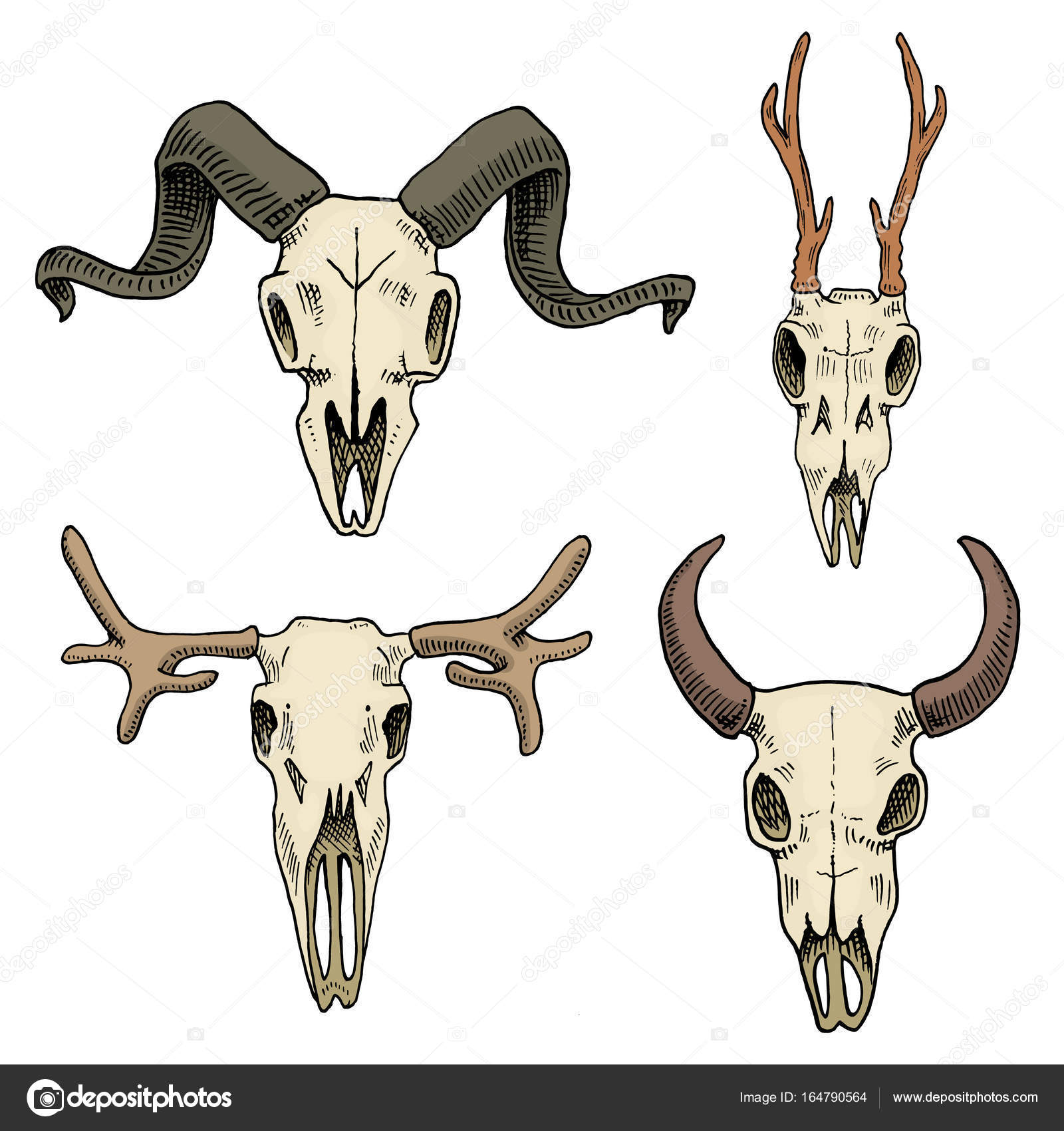 Bison Skull Drawing at GetDrawings | Free download