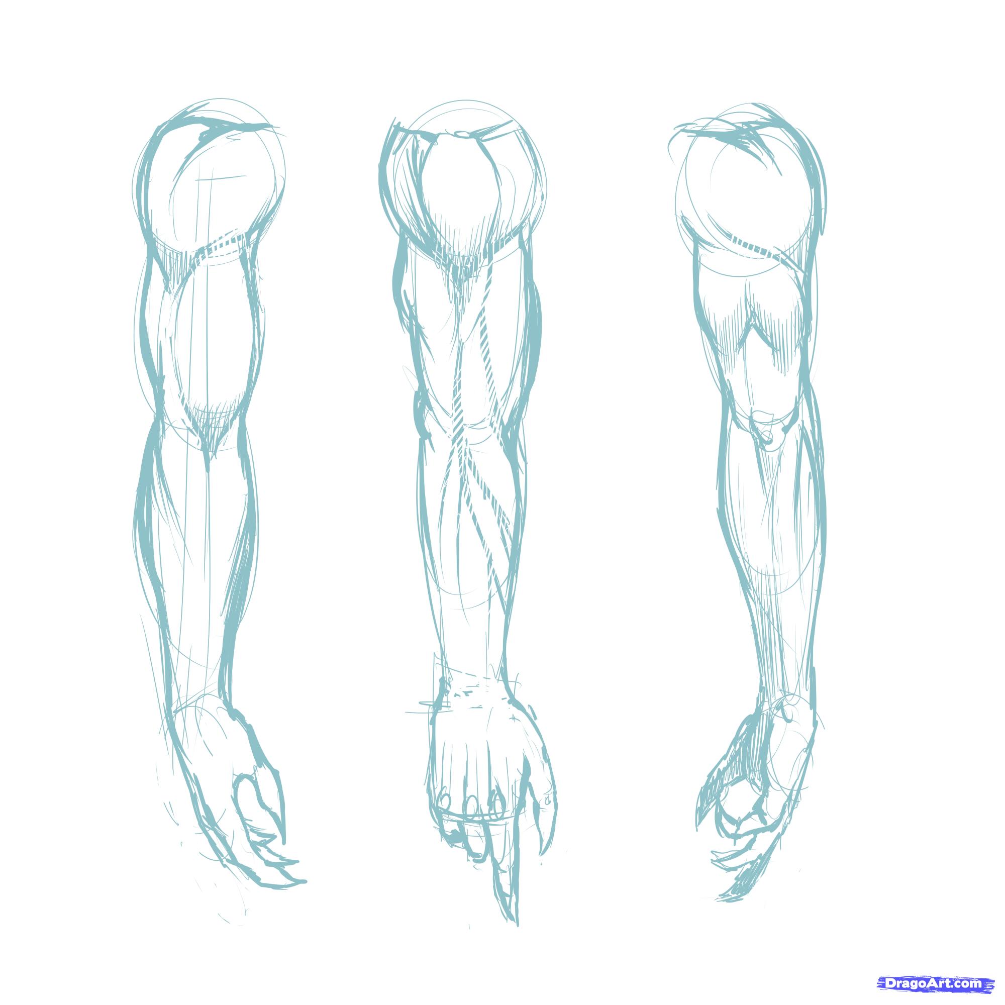 2000x2000 How To Draw Muscles, Step By Step, Anatomy, People, Free Online