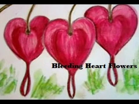480x360 How To Draw A Bleeding Heart Flower And Color Them Colour
