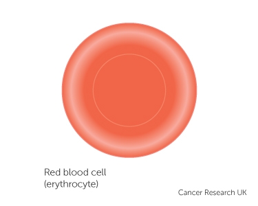375x300 Cancer, The Blood And Circulation Cancer Research Uk