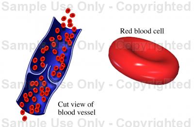 400x261 Red Blood Cells