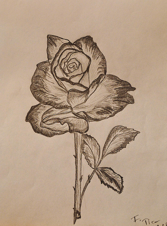 667x900 Blooming Rose Drawing By Felicia Tica
