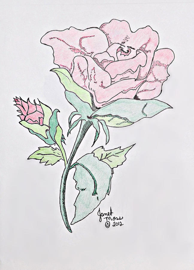 648x900 Blooming Rose Drawing By Janet Moss