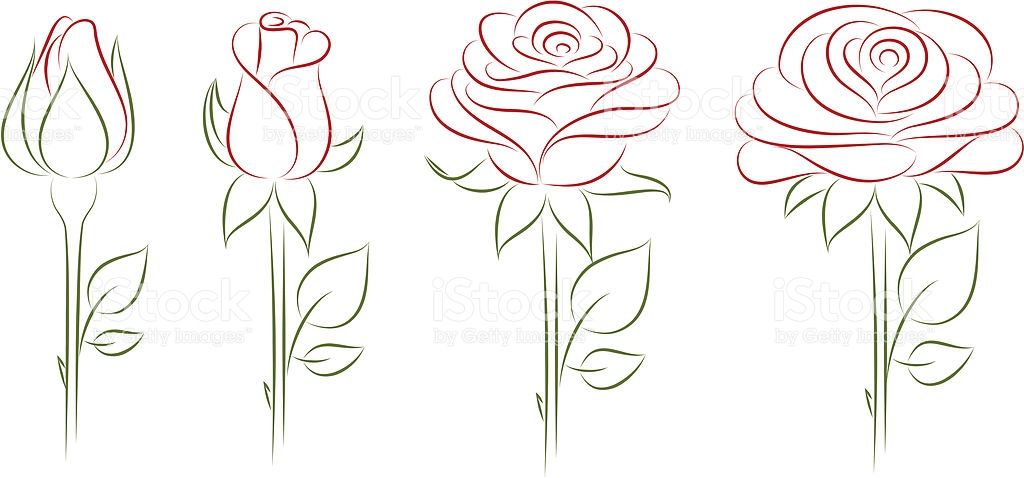 1024x478 Blooming Rose. Vector Illustration. Royalty Free Stock Vector Art