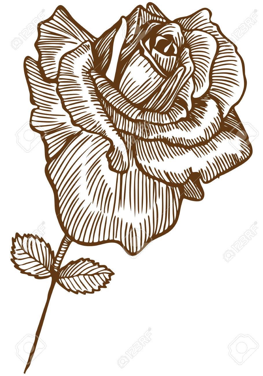 910x1300 Rose Drawing Four Beautiful Hand Drawn Rose Bloom Stem