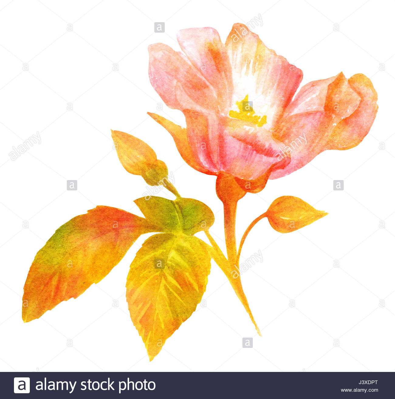 1300x1312 A Watercolor Drawing Of A Blooming Rose, With Buds And Green