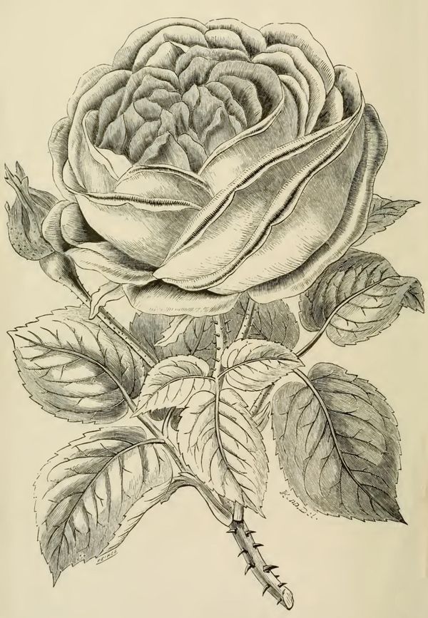600x867 Beautiful Large Rose Drawing From 1871 With A Large Blooming Rose