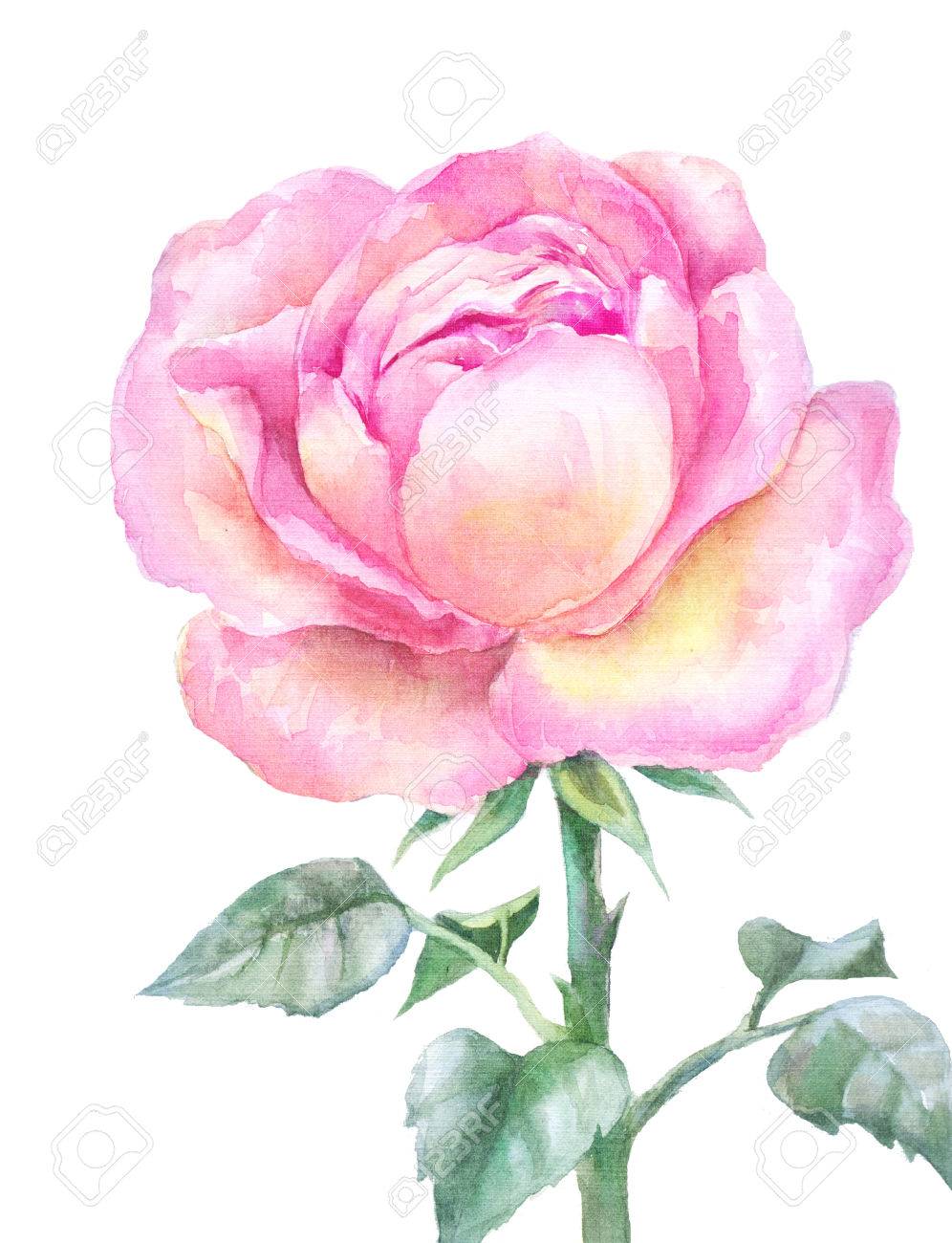 996x1300 Pink Blooming Rose In Watercolor Isolated On A White Background