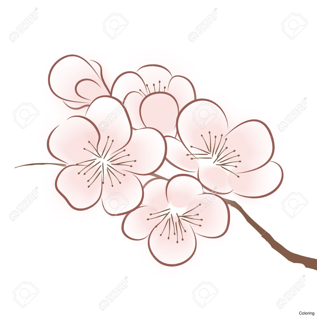 1300x1300 Sakura Flower Draw Drawn Cherry Blossom Japanese Plant 6 Blossoms