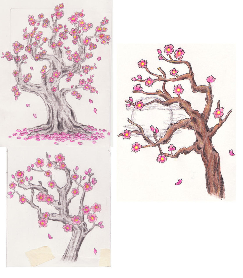 836x955 3 Cherry Blossom Tree Sketches By Lexie613