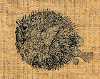 340x270 Blowfish Anatomical Drawing
