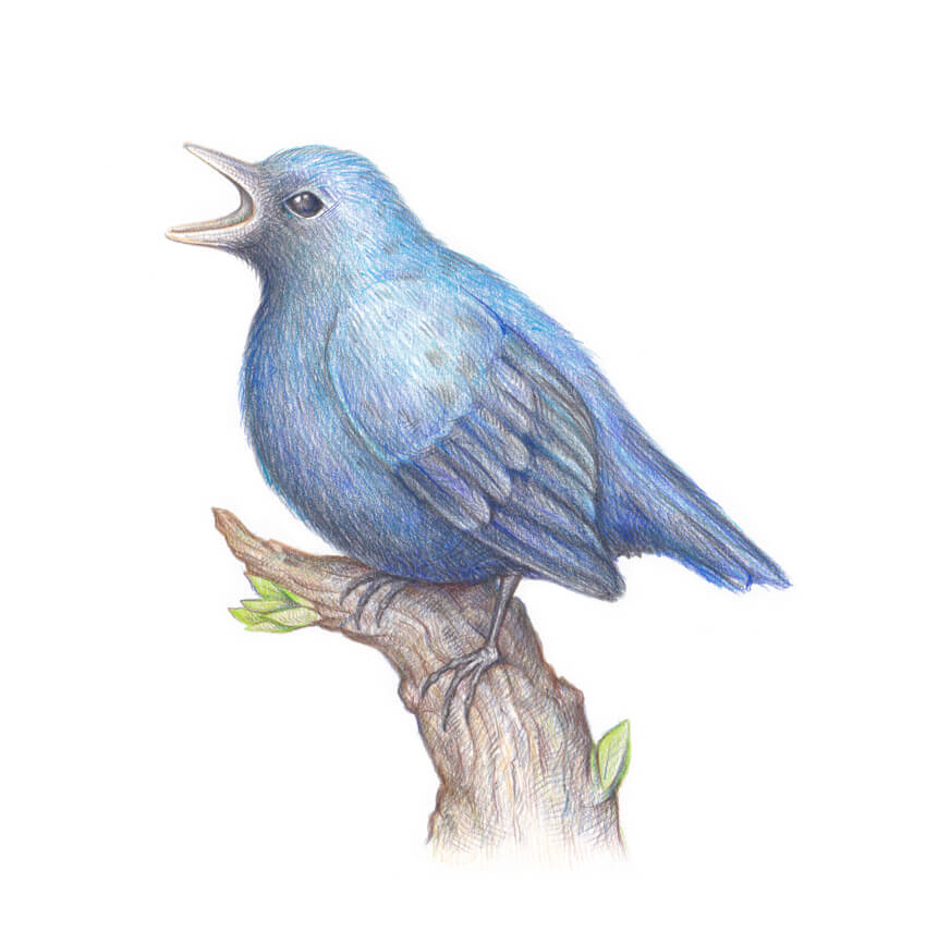 850x856 How To Draw A Bird Step By Step