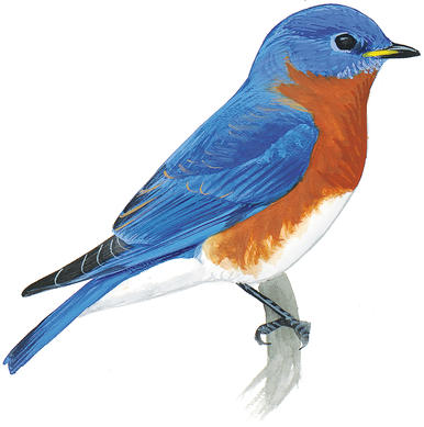386x389 Wildscaping Is Better For Birds Audubon Minnesota