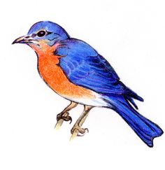 236x243 Eastern Bluebird Images