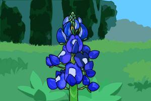 300x200 How To Draw A Bluebonnet