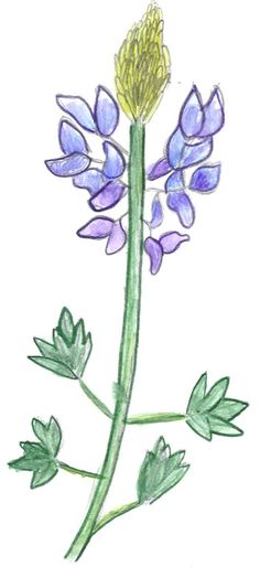 236x514 Kids Learn How To Draw A Blue Bonnet And Use Water Color To Create