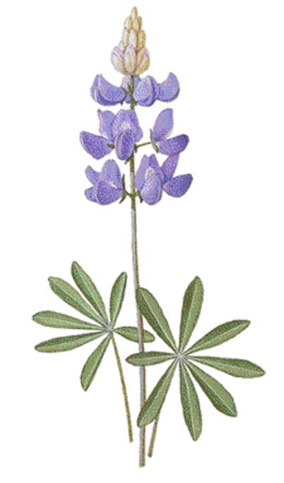 402x684 Single Bluebonnet Stem For Cut Your Own Stencil