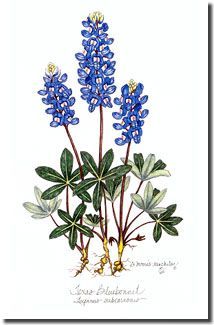 214x325 Texas Bluebonnet Flower Drawings Projects To Try
