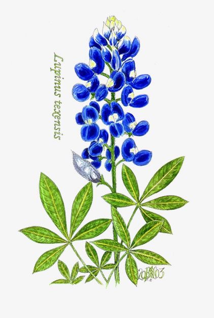 421x626 Bluebonnet Drawing Day Trip Lb Watercolour