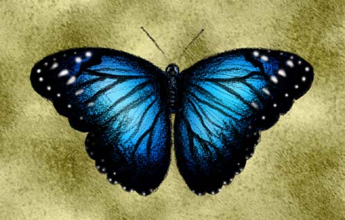 500x319 Fnd 215 Morpho Butterfly