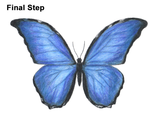 500x386 How To Draw A Butterfly (Blue Morpho)