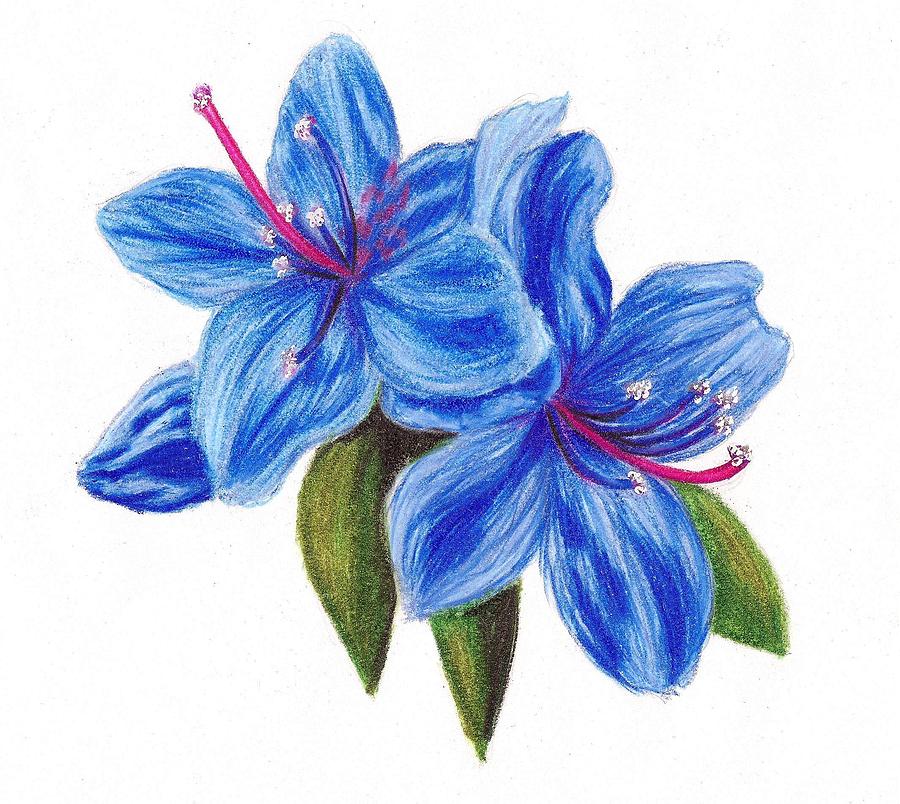 900x804 Blue Azalea Drawing By Scarlett Royal