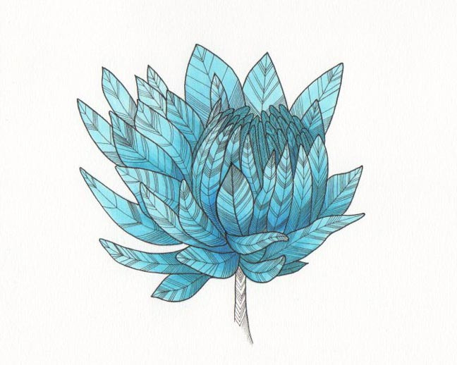 648x518 Blue Flower Drawing Artwork I Love Flower Drawings