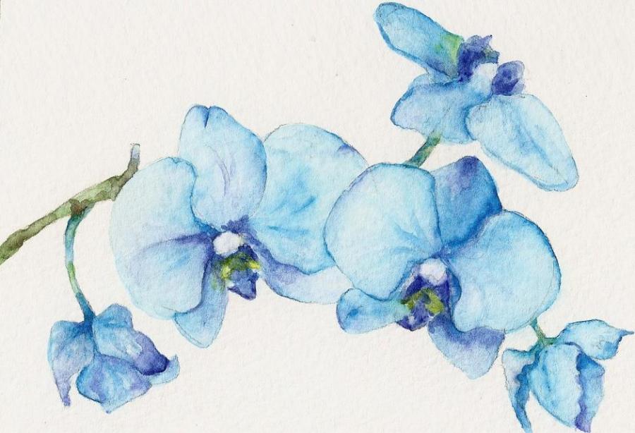 900x614 Blue Orchids. Flowers. Drawings. Pictures. Drawings Ideas For Kids