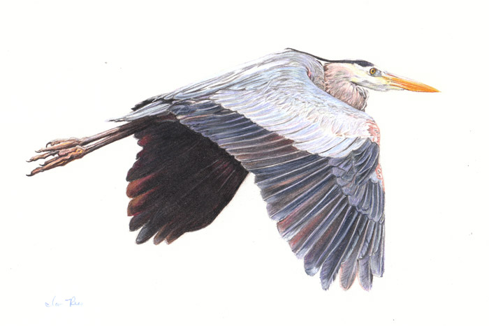 700x467 Color Pencil Drawing Great Blue Heron Art