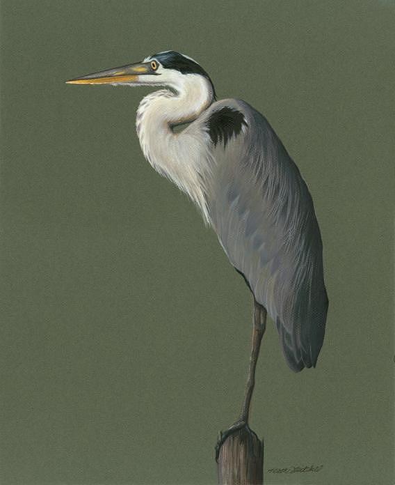 568x696 Great Blue Heron Drawing By Heather Mitchell