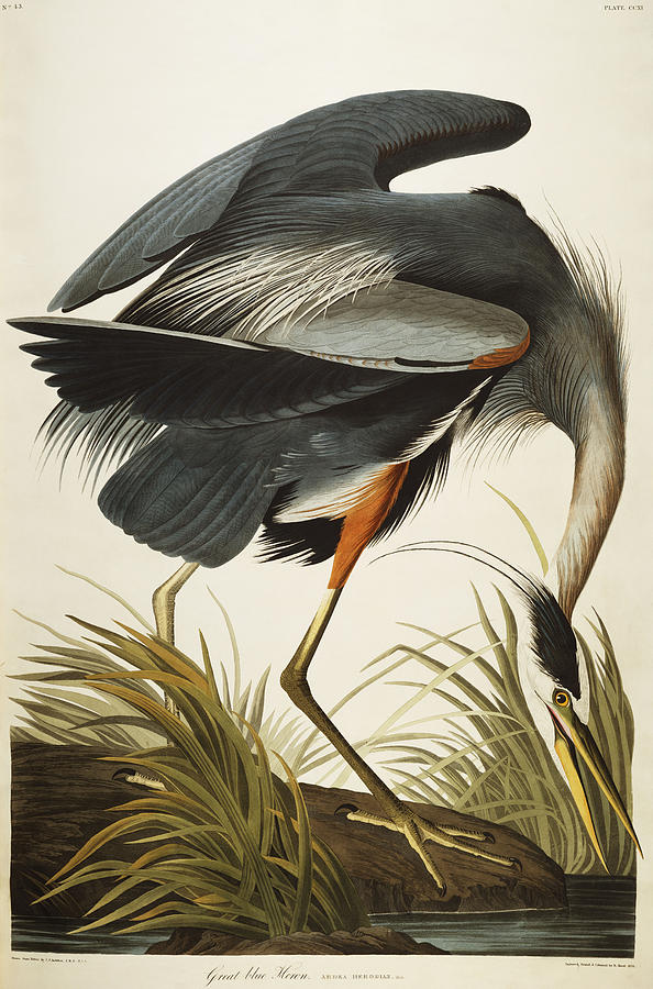 594x900 Great Blue Heron Drawing By John James Audubon