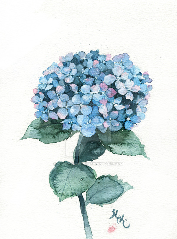600x809 Hydrangea Blue By Nguyenshishi