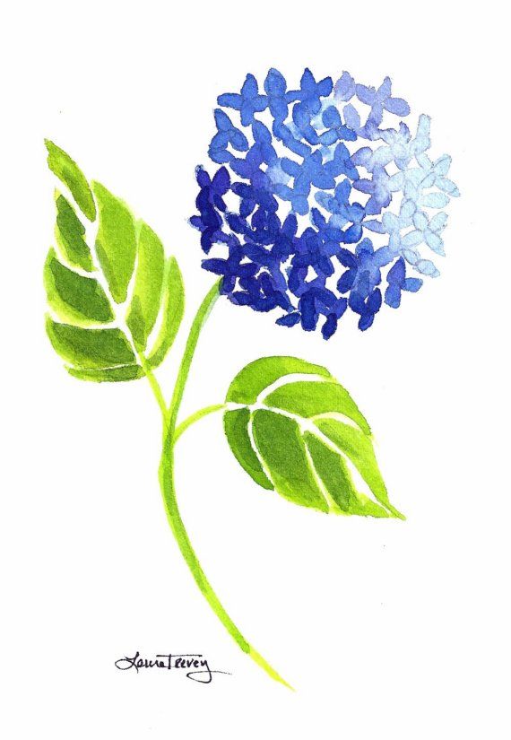 570x825 Hydrangea Bush