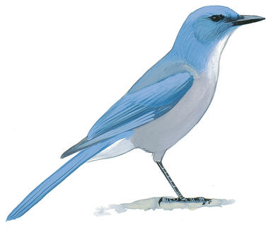 386x322 Blue Jay Audubon Field Guide