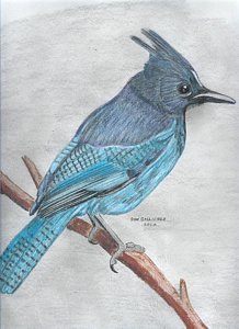 218x300 Blue Jay Bird Drawings