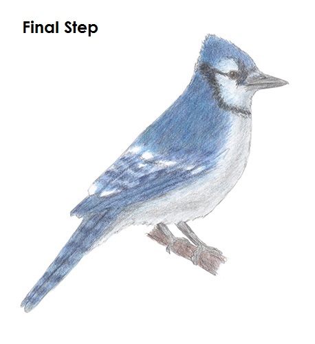 Blue Jay Bird Drawing at GetDrawings | Free download