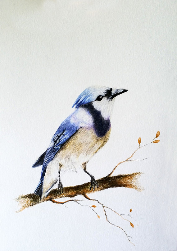570x808 Original Colored Pencil Bird Drawing, Blue Jay Bird Art 5.5x8 Inch