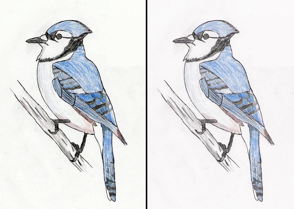 978x696 Blue Jay Drawing Again By Nitetrain232