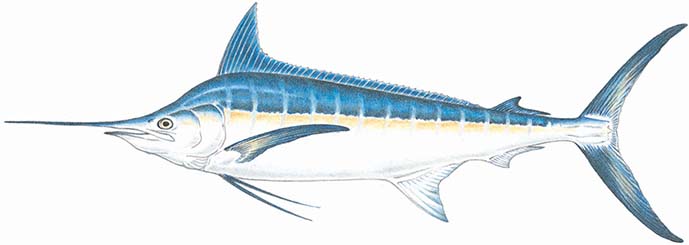 Blue Marlin Drawing at GetDrawings | Free download