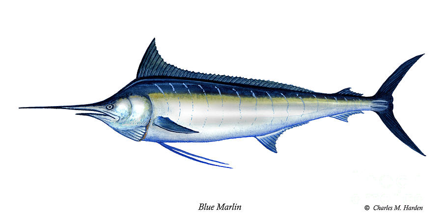 900x450 Blue Marlin Painting By Charles Harden