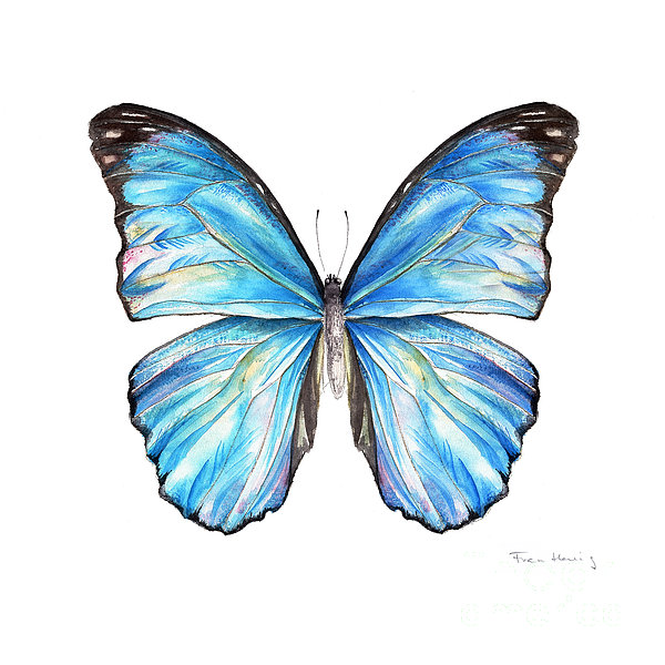 Blue Morpho Butterfly Drawing at GetDrawings | Free download