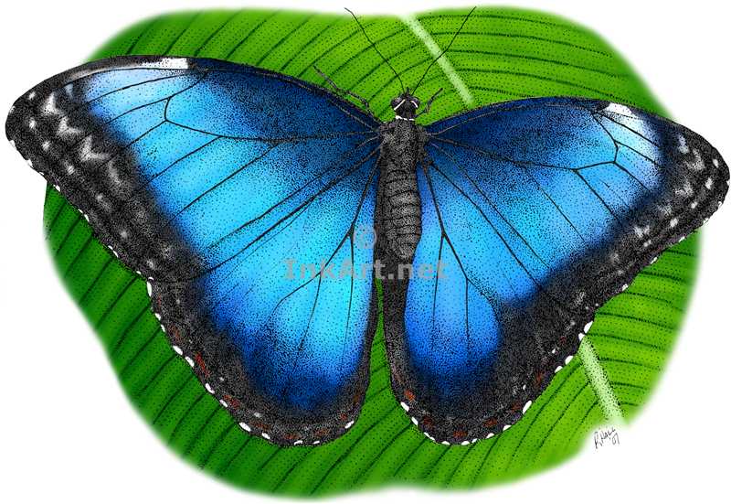 800x551 Blue Morpho Butterfly Stock Art Illustration
