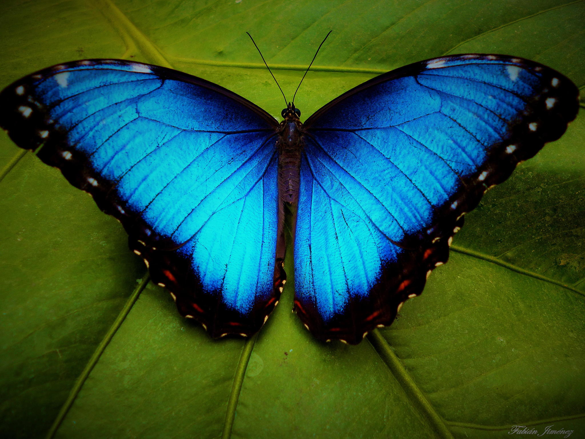 blue-morpho-butterfly-drawing-at-getdrawings-free-download