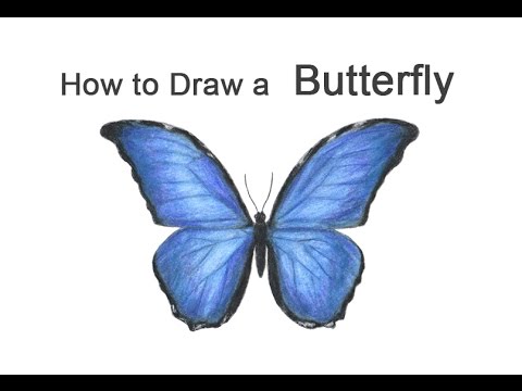 480x360 How To Draw A Butterfly (Blue Morpho)