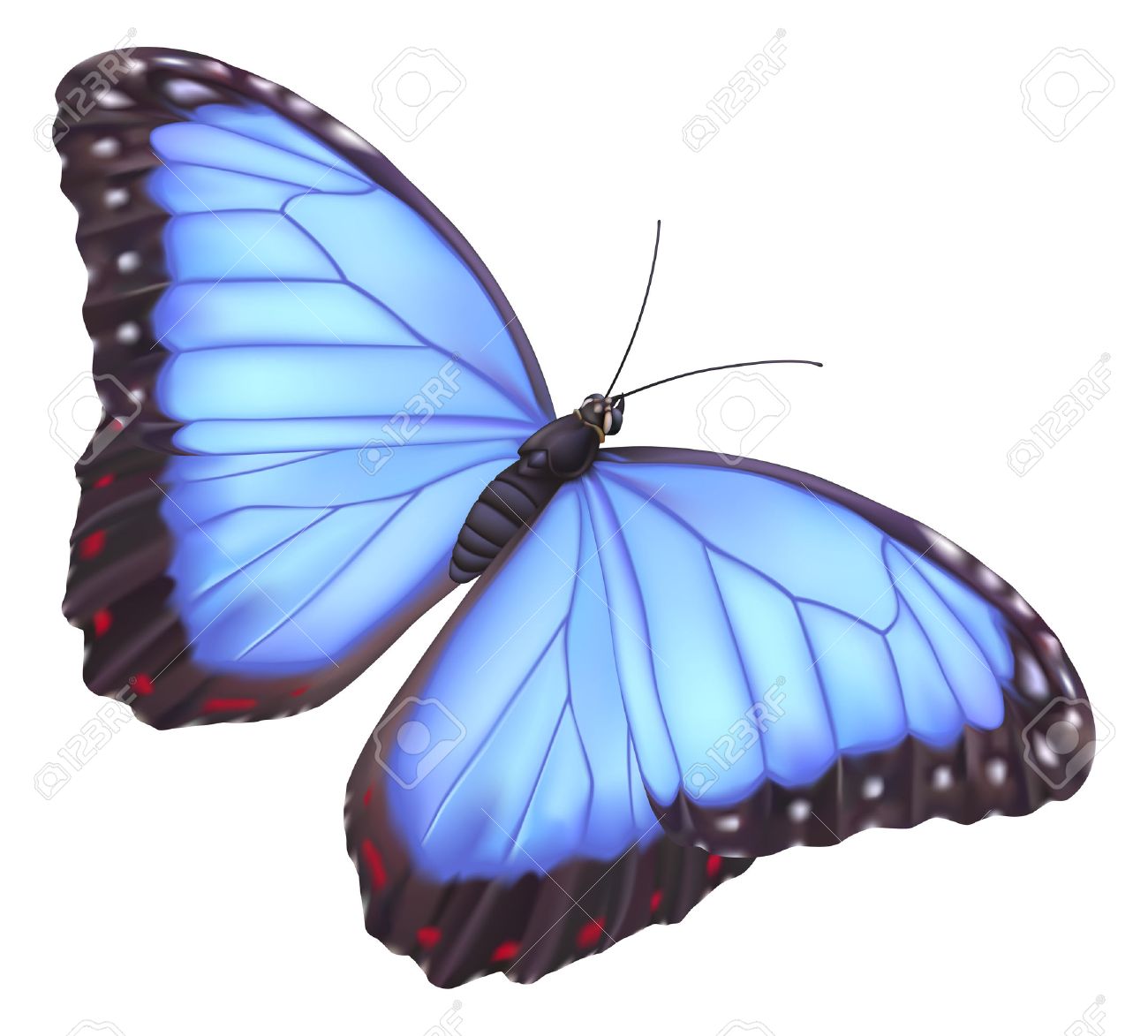 Collection 102+ Images How To Draw A Blue Morpho Butterfly Completed