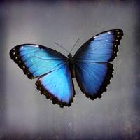 200x200 Stunning Blue Morpho Butterfly Artwork For Sale On Fine Art Prints