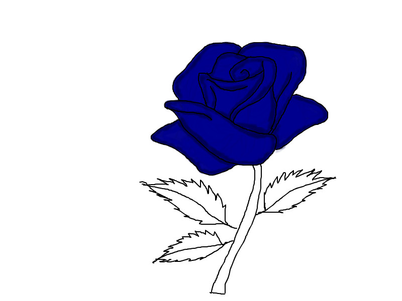800x600 Blue Rose A Still Life Speedpaint Drawing By Xconfidential