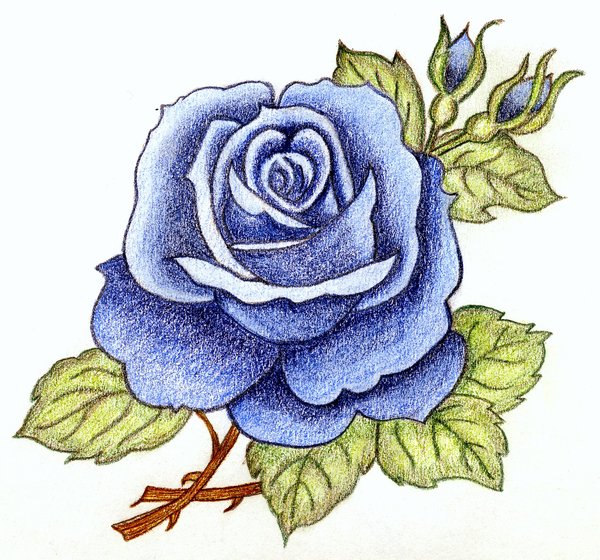 600x560 Melancholy Blue Rose By Sweetmarly Roses And Roses